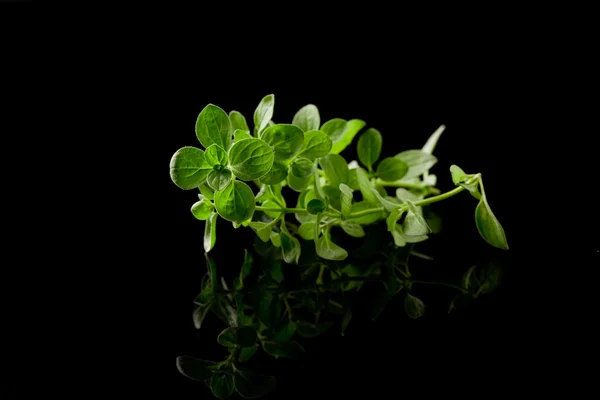 stock image Oregano