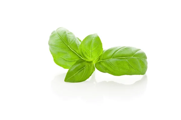 Basil leaves on white background — Stock Photo, Image