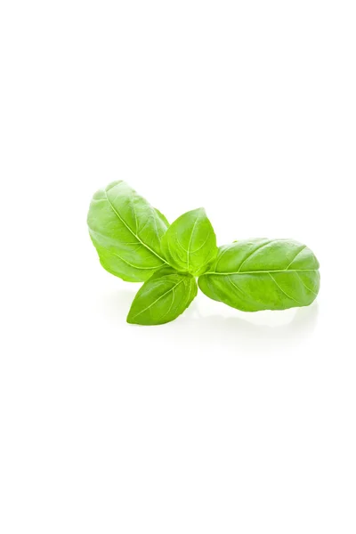 Basil leaves on white background — Stock Photo, Image