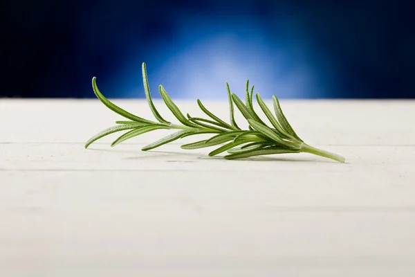 Rosemary highlighted by spot light — Stock Photo, Image