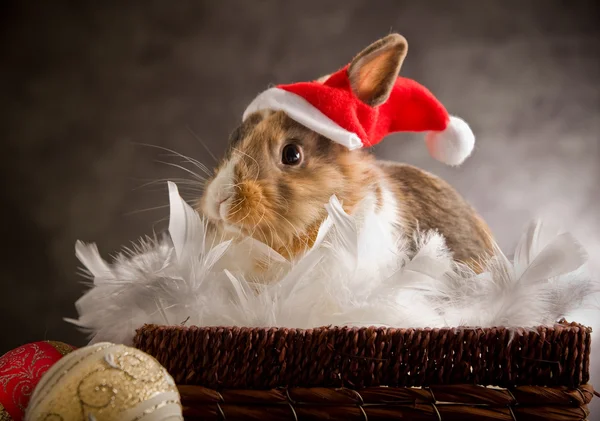 Dwarf Rabbit wearing a Santa Claus Costume — Stock Photo, Image