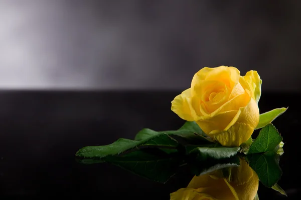 Κίτρινο τριαντάφυλλο — Φωτογραφία Αρχείου