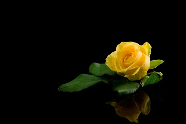 Żółta róża — Zdjęcie stockowe