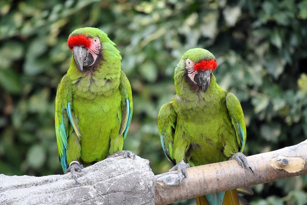 Askeri Macaws (Ara Militaris) — Stok fotoğraf
