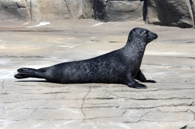 Ortak mühür (Phoca Vitulina)