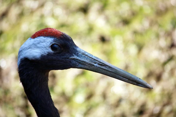 stock image Red-Crowned Crane (Grus Japonenis)