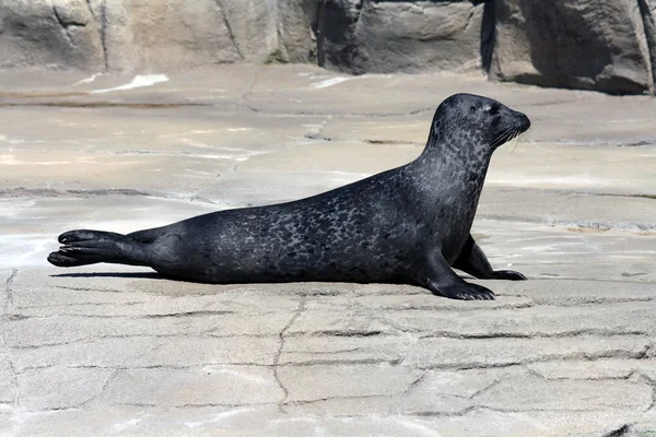 stock image Common Seal (Phoca Vitulina)