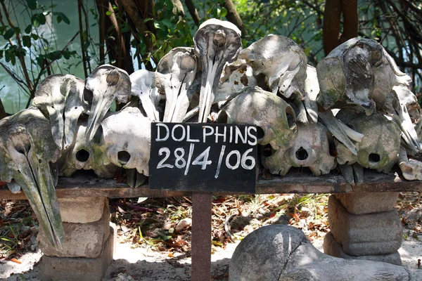 桑给巴尔岛、 南威： 搁浅海豚 — 图库照片