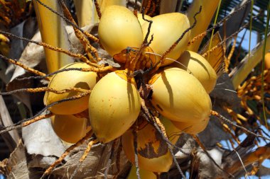 Zanzibar, Nungwi: coconut clipart