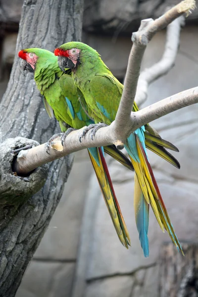 Militaire Macaws (Ara Militaris) — Stockfoto