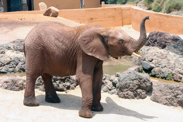 stock image Elephant