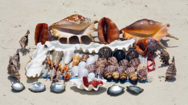 Seashells in Zanzibar clipart