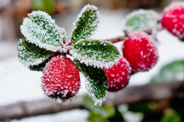 Winter holly berrie — Stock Photo, Image