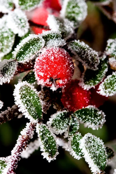 Berrie holly zima — Zdjęcie stockowe