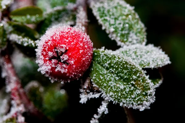 Kış holly berrie — Stok fotoğraf