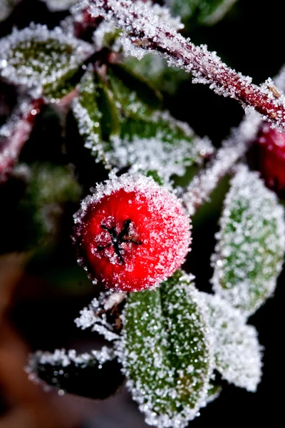 Zimní holly berrie — Stock fotografie