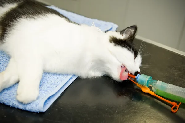 Кіт у ветеринарах — стокове фото