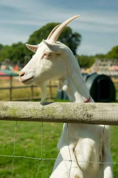Livestock goat — Stock Photo, Image
