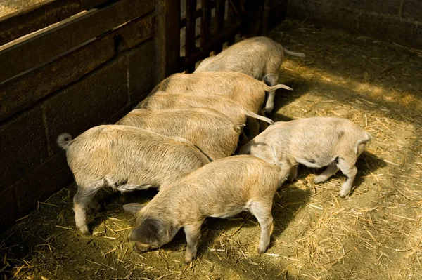 Piglets — Stock Photo, Image