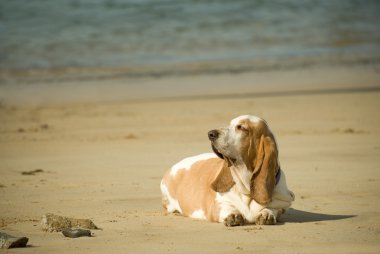 Köpeklerin yaşam