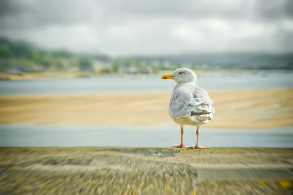 Seagull oskärpa — Stockfoto