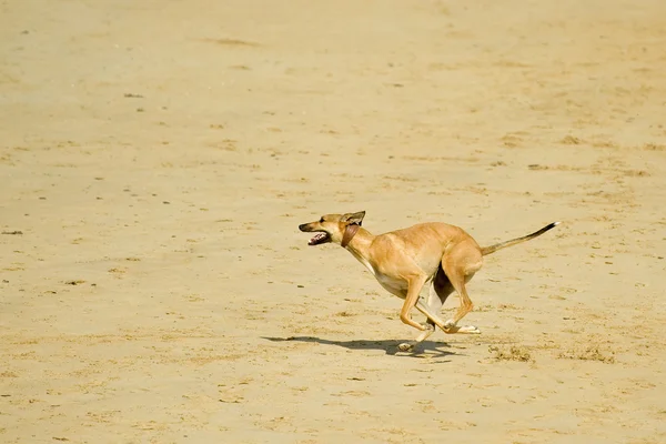 Hund på en strand — Stockfoto