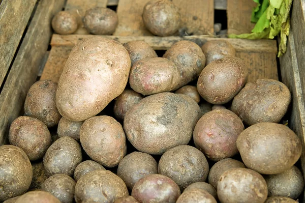 Stock image Potatoes