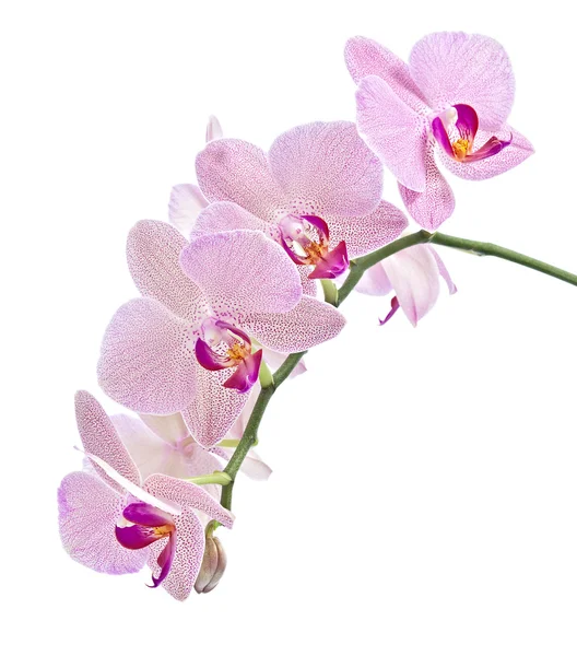 Falaenopsis — Foto de Stock