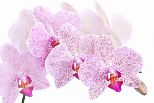 Phalaenopsis — Foto Stock