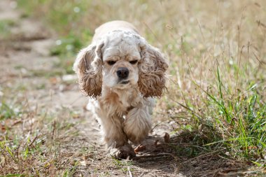 Amerikan cocker spaniel (1,5 yıl)