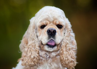 Amerikan cocker spaniel (1,5 yıl)