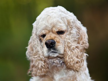 Amerikan cocker spaniel (1,5 yıl)