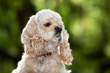 Amerikan cocker spaniel (1,5 yıl)