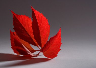 Autumn red leaf clipart