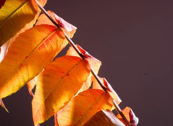 Kolor liści na ciemnym tle — Zdjęcie stockowe