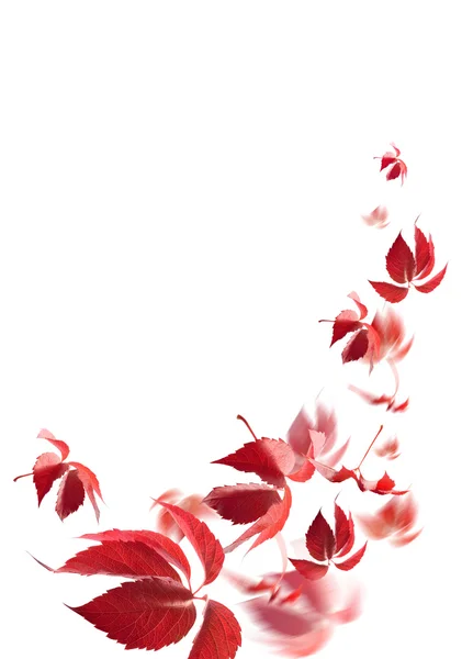 Фон з червоного осіннього листя — стокове фото