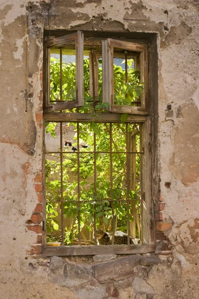 stock image Cats in an old window