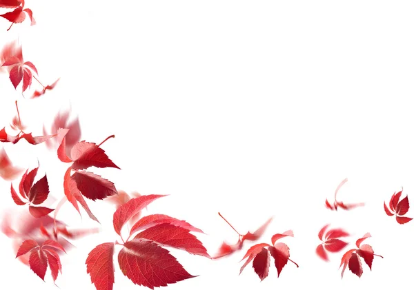 Vörös őszi levelek fehér háttér — Stock Fotó
