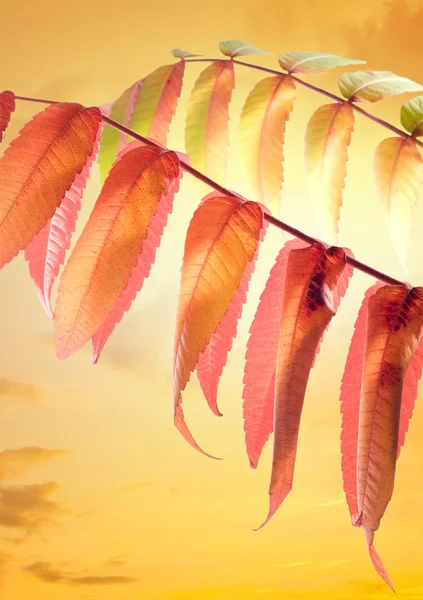 秋天的叶子在日落背景 — 图库照片