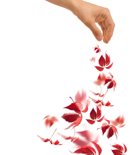 Hand throwing red leaves — Stock Photo, Image