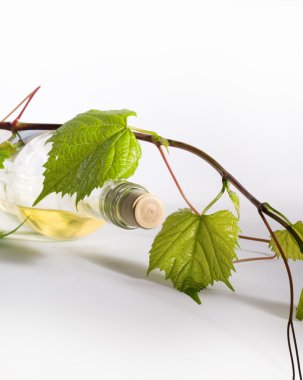 Bottle of white wine and vine branches clipart