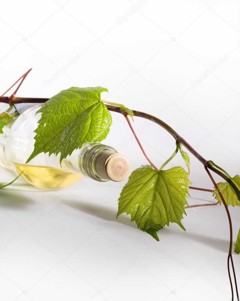 Bottle of white wine and vine branches