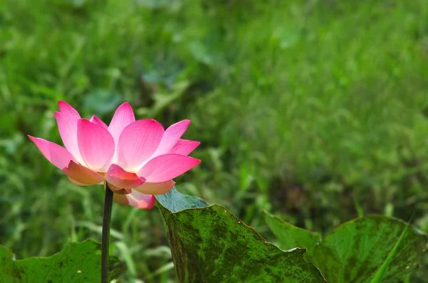Κοντινό πλάνο της lotus — Φωτογραφία Αρχείου