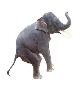 Elephant isolated in white clipart