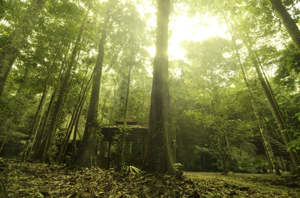 Regenwoud — Stockfoto