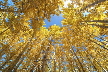 Upward view of Fall Aspen Trees clipart
