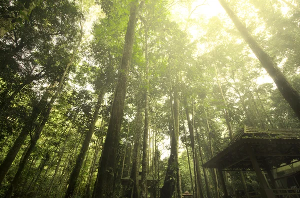 Foresta pluviale con raggi solari e bagliore — Foto Stock