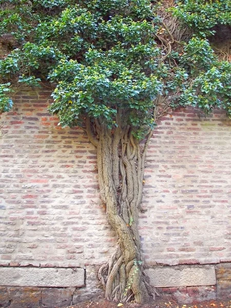 stock image Tree growing on the antique wall