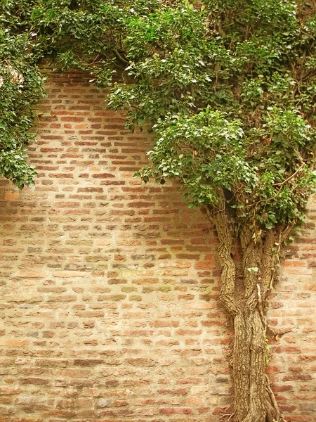 Strom, který roste na starožitné nástěnné — Stock fotografie