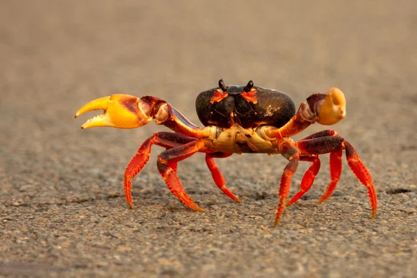 Crab löper över vägen Stockbild
